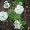 Kogelprimula / Bolprimula -Gardena Verkoopwinkel 1427637171 148979 600