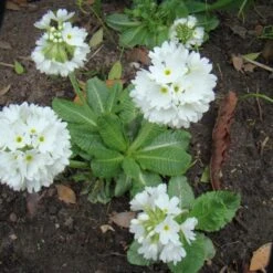 Kogelprimula / Bolprimula