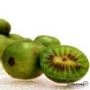 Kiwibes, Minikiwi, Kiwiberry -Gardena Verkoopwinkel 1434012903 15443 600