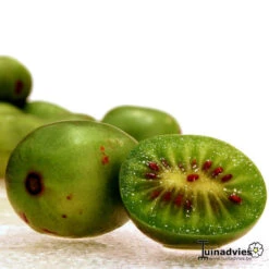 Kiwibes, Minikiwi, Kiwiberry