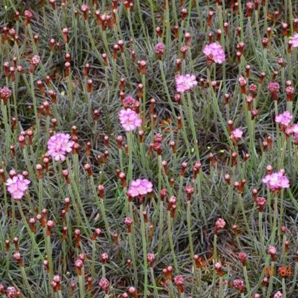 Engels Gras 1 Engels Gras