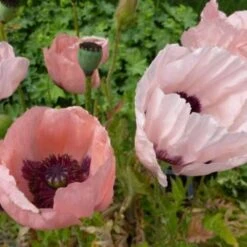 Oosterse Papaver