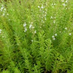 Bonenkruid, Winterbonenkruid