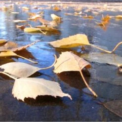 Fijnmazig Vijvernet 6 × 5 Meter -Gardena Verkoopwinkel fijnmazig vijvernet 6 x 5 meter 1541778382 1 600