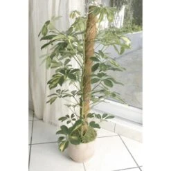 Kokos Kamerplantensteun - Plantstok Ø45 Mm × 1 M 6 Kokos Kamerplantensteun - Plantstok Ø45 Mm × 1 M -Gardena Verkoopwinkel kokos plantensteun 45 mm x 1 m 1622717806 3 600