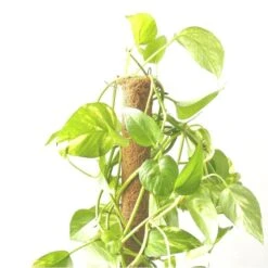 Kokos Kamerplantensteun - Plantstok Ø 45 Mm × 1,5 M -Gardena Verkoopwinkel kokos plantstok 45 mm x 15 m 1622714996 4 600