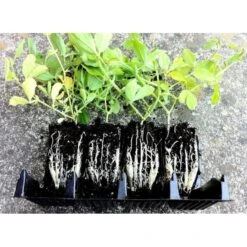 Kweektray Compact Rapid Root - 20 Cellen -Gardena Verkoopwinkel kweektray rapid root 20 cellen 1487670095 1 600