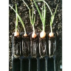 Kweektray Compact Rapid Root - 20 Cellen -Gardena Verkoopwinkel kweektray rapid root 20 cellen 1487680721 0 600