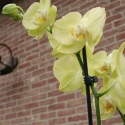 Orchideeënclips - Set Van 10 Stuks -Gardena Verkoopwinkel orchideenclips 1487329046 0 600