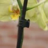 Orchideeënclips - Set Van 10 Stuks -Gardena Verkoopwinkel orchideenclips 1487329047 1 600