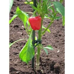 Plantenbinder - Rubber 18 Cm Groen - Set Van 15 Stuks -Gardena Verkoopwinkel plantenbinder rubber 18 cm groen 1672759364 3 600