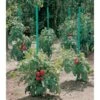 Plantensteun Voor Tomaten Met Waterreserve - 150 Cm 5 Plantensteun Voor Tomaten Met Waterreserve - 150 Cm -Gardena Verkoopwinkel plantsteun voor tomaten met waterreserve 1m50 1602162237 1 600