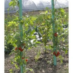 Plantensteun Voor Tomaten Met Waterreserve - 180 Cm -Gardena Verkoopwinkel plantsteun voor tomaten met waterreserve 1m80 1602162795 2 600