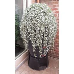 Regenton Antraciet - 360 Liter -Gardena Verkoopwinkel regenton antraciet 360 liter 1566069314 1 600