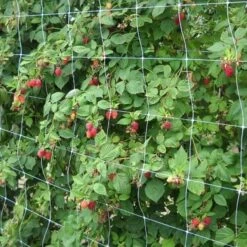 Klimgaas Erwten En Bonen 2m × 10 M -Gardena Verkoopwinkel steungaas klimgaas 2 x 10 meter 1553367633 1 600