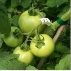 Tomaten Trossteun Wit - Set Van 100 Stuks -Gardena Verkoopwinkel tomatentrossteunen 1484056718 4 600