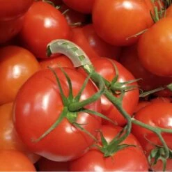 Tomaten Trossteun Wit - Set Van 100 Stuks -Gardena Verkoopwinkel tomatentrossteunen 1536691845 1 600