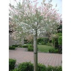 Tree-fix Boombinder 23 Cm - Set Van 20 Stuks -Gardena Verkoopwinkel treefix boombinder 23 cm 1547127699 1 600