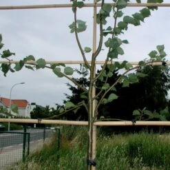 Vigne-fix 7 Cm Plantenbinder - 500 G -Gardena Verkoopwinkel vignefix 7 cm plantenbinder 1547134454 1 600