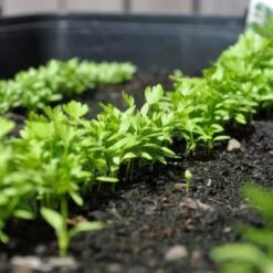 Zaaibak Zwart 57 × 42 × 8 Cm -Gardena Verkoopwinkel zwarte zaaibak 55 x 40 x 8 cm 1484055699 5 600